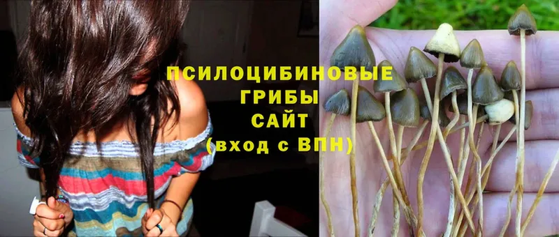 Псилоцибиновые грибы Psilocybine cubensis  Лиски 